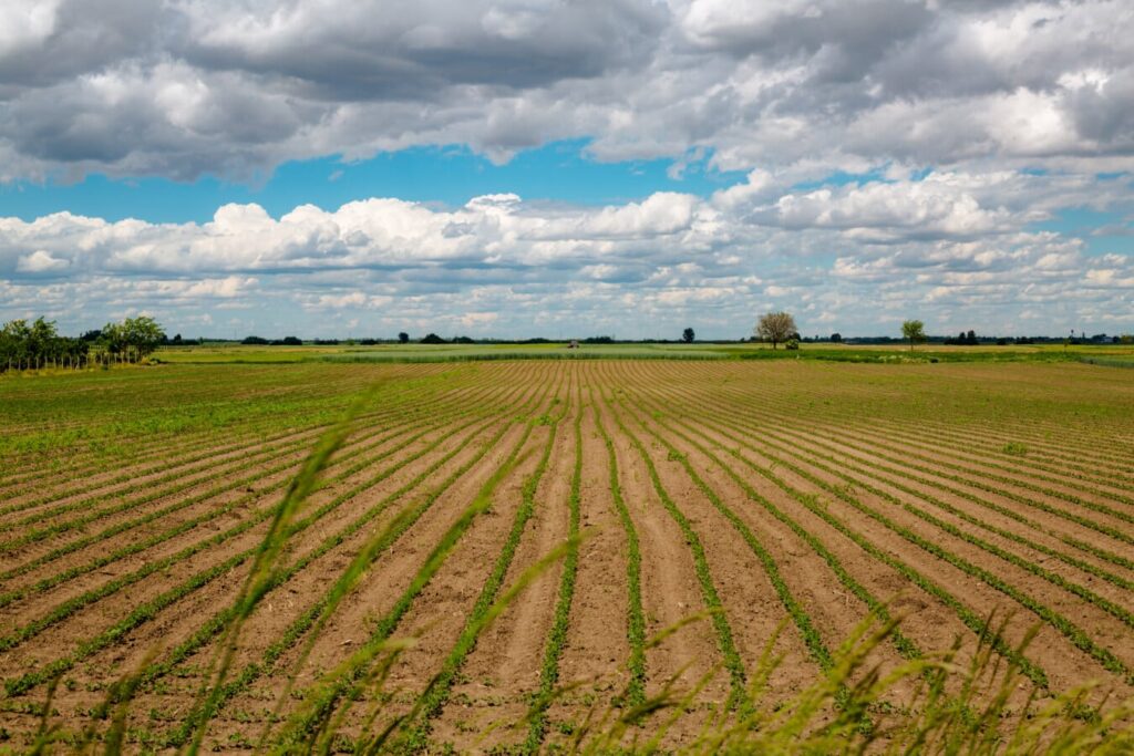 Corso finalizzato all'acquisizione di conoscenze e competenze professionali nell'ambito della gestione di una impresa agricola