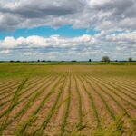 Corso finalizzato all’acquisizione di conoscenze e competenze professionali nell’ambito della gestione di una impresa agricola